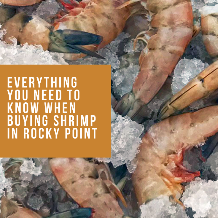 Buying Shrimp | Rocky Point Buzz